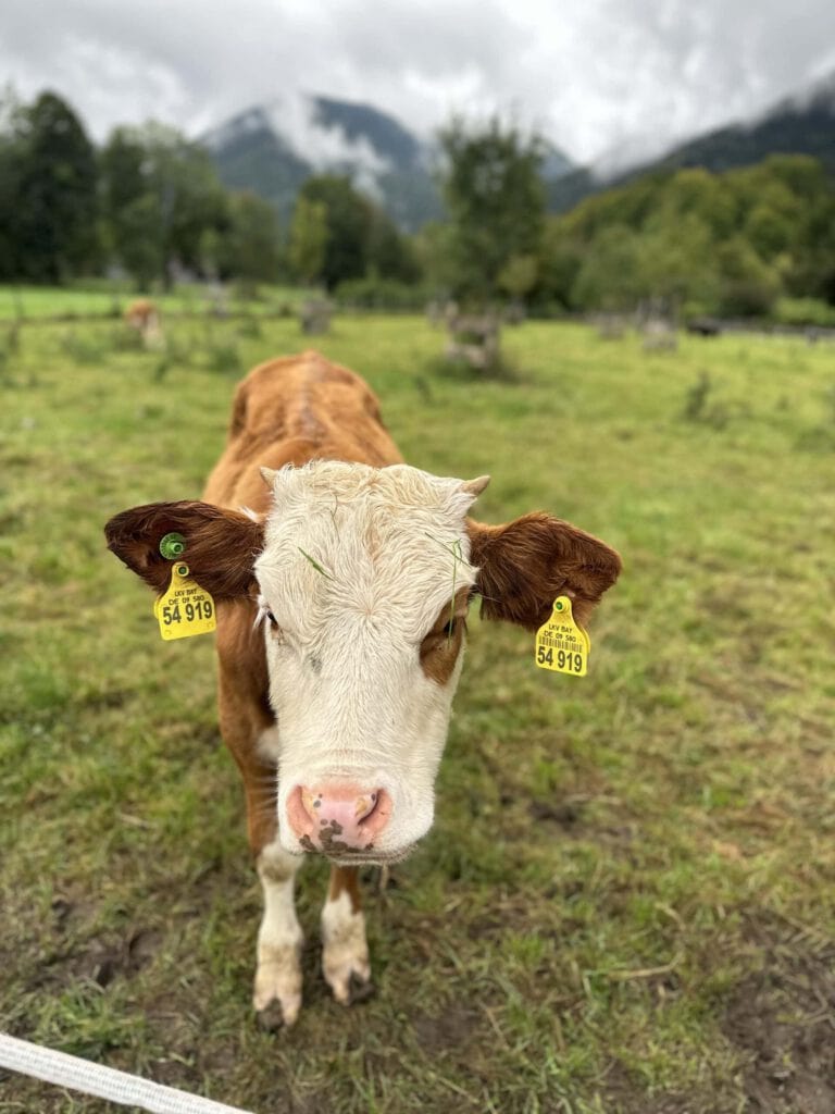 Kuh auf grüner Wiese mit Bergen im Hintergrund, Nahaufnahme.